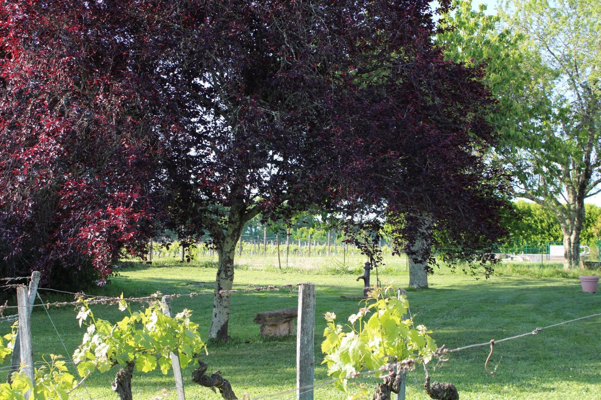 La Vigneraie De Laura Bed and Breakfast Sainte-Colombe  Buitenkant foto