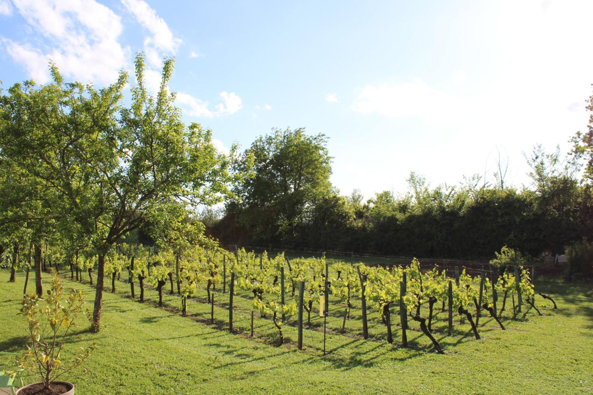 La Vigneraie De Laura Bed and Breakfast Sainte-Colombe  Buitenkant foto